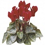 Цикламен персидский (Cyclamen persicum)