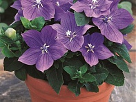Платикодон крупноцветковый ()