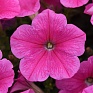 Петуния ампельная гибридная (Petunia х hybrida)