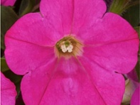 Петуния ампельная гибридная (FlashForward F1)