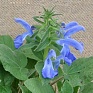 Шалфей отклоненный (Salvia patens) Шалфей отклоненный (Salvia patens)
