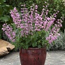 Шалфей ярко-красный (Salvia coccinea)