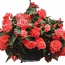 Бегония клубневая махровая (Begonia tuberhybrida)