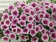 Петуния ампельная гибридная (Opera Supreme F1)