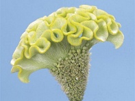 Целозия гребенчатая (Spring Green)