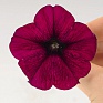 Петуния ампельная гибридная (Petunia х hybrida)