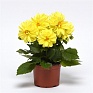 Георгина гибридная (Dahlia hybrida)