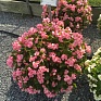 Бегония вечноцветущая махровая (зеленая листва) (Begonia semperflorens)