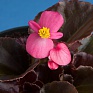 Бегония вечноцветущая (бронзовая листва) (Begonia semperflorens)