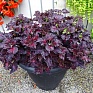 Колеус гибридный (Coleus х hybrida) Колеус гибридный (Coleus х hybrida)