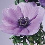 Анемона (Ветреница) корончатая (Anemone coronaria) Анемона (Ветреница) корончатая (Anemone coronaria)