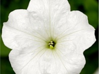 Петуния ампельная гибридная (Fotofinish F1)