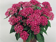 Пентас ланцетовидный (New Look) Пентас ланцетовидный (New Look)