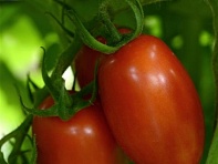 Томат (Heirloom Marriage) Томат (Heirloom Marriage)