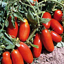 Томат (Lycopersicon esculentum) Томат (Lycopersicon esculentum)