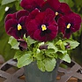 Виола Виттрока (Viola wittrockiana)