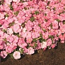 Петуния ампельная гибридная (Petunia x hybrida)