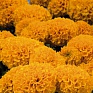 Бархатцы прямостоячие (Tagetes erecta)