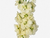 Левкой седой (Mathilda)