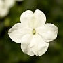Бальзамин Уоллера ампельный (Impatiens walleriana) Бальзамин Уоллера ампельный (Impatiens walleriana)