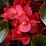 Бегония гибридная (зеленая листва) (Begonia hybrida) Бегония гибридная (зеленая листва) (Begonia hybrida)