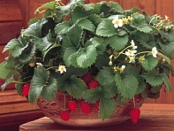 Земляника ананасная (Fresca) Земляника ананасная (Fresca)