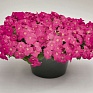 Петуния ампельная гибридная (Petunia х hybrida)