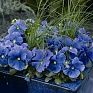 Виола Виттрока (Viola wittrockiana)