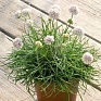 Армерия морская (Armeria maritima)