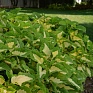 Колеус гибридный (Coleus х hybrida) Колеус гибридный (Coleus х hybrida)