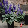 Шалфей межвидовой (Salvia longispicata x farinacea) Шалфей межвидовой (Salvia longispicata x farinacea)