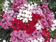 Пеларгония плющелистная ампельная (Tornado F1)