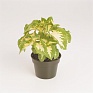 Колеус гибридный (Coleus х hybrida) Колеус гибридный (Coleus х hybrida)