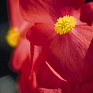Бегония гибридная (бронзовая листва) (Begonia benariensis)