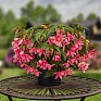 Бегония гибридная ампельная (зеленая листва) (Begonia hybrida) Бегония гибридная ампельная (зеленая листва) (Begonia hybrida)