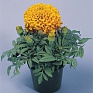 Бархатцы прямостоячие (Tagetes erecta)