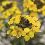 Желтушник гибридный (Erysimum hybridum)