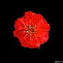 Цинния изящная (Zinnia elegans)