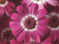 Цинерария гибридная (Venezia F1)