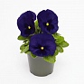 Виола виттрока (Viola wittrockiana) Виола виттрока (Viola wittrockiana)