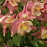 Аквилегия гибридная (Aquilegia hybrida)