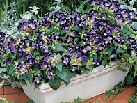 Торения Фурнье (Duchess) Торения Фурнье (Duchess)