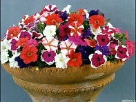 Петуния мелкоцветковая (Bella F1)