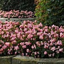 Бегония гибридная (зеленая листва) (Begonia hybrida)