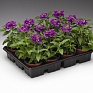 Вербена гибридная (Verbena hybrida)