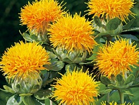 Сафлор красильный (Zanzibar)