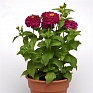 Цинния изящная (Zinnia elegans) Цинния изящная (Zinnia elegans)