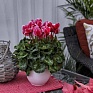 Цикламен персидский (Cyclamen persicum)