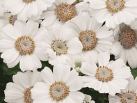 Цинерария гибридная (Venezia F1)