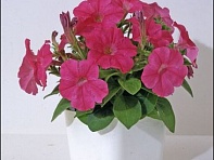 Петуния мелкоцветковая (Bella F1)